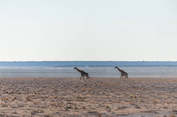 istock Giraffes in Etosha National Park 1179792588