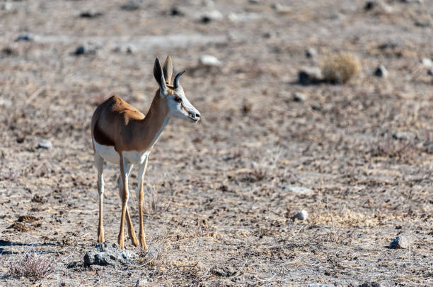 istock Impalas in Etosha National Park 1179792666
