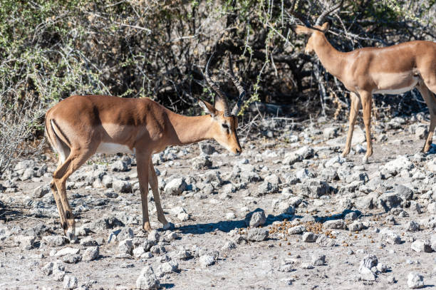 istock Impalas in Etosha National Park 1179792687