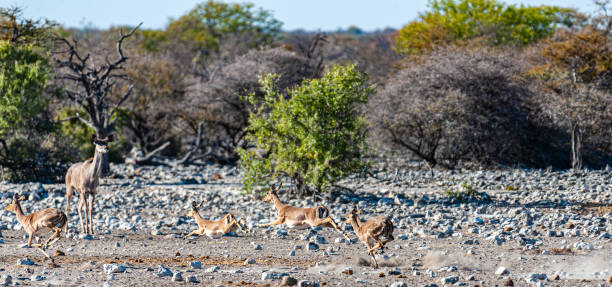 istock Kudus and Impalas running around a waterhole 1179792693