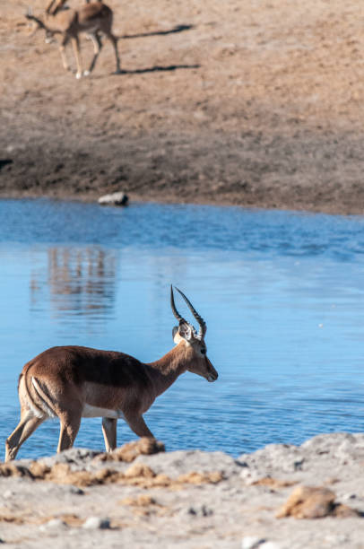 istock Impalas near a waterhole in Etosha 1179793285