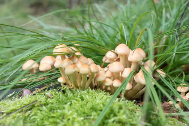 small mushrooms between grass and moss