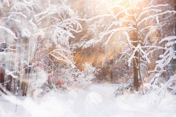 istock Winter landscape. Forest under the snow. Winter in the park. 1179793523