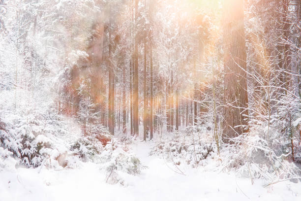 istock Winter landscape. Forest under the snow. Winter in the park. 1179793538