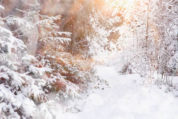istock Winter landscape. Forest under the snow. Winter in the park. 1179793604