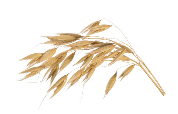 istock Oat plant isolated on white without shadow clipping path 1179793788