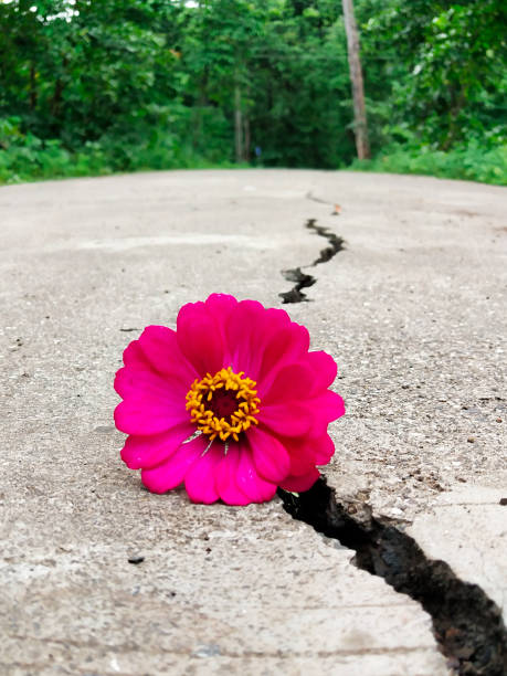 istock Zinnias flower is on the cracked road 1179794628