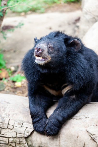 istock Asian great black bear. Danger, mammal. 1179795078