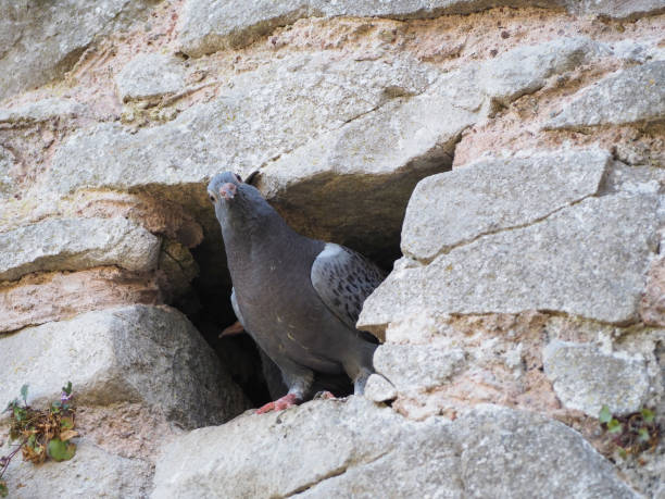 istock domestic pigeon animal 1179795209