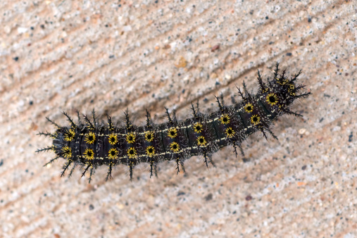 Close up of buckmoth caterpillar of 