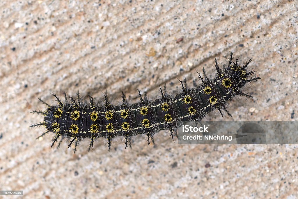 caterpillar buckmoth - Foto de stock de Amarelo royalty-free