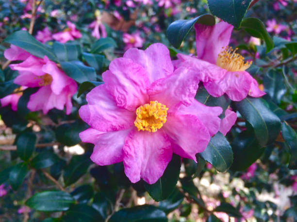 Pink Camellia , Kennett Square, Pennsylvania