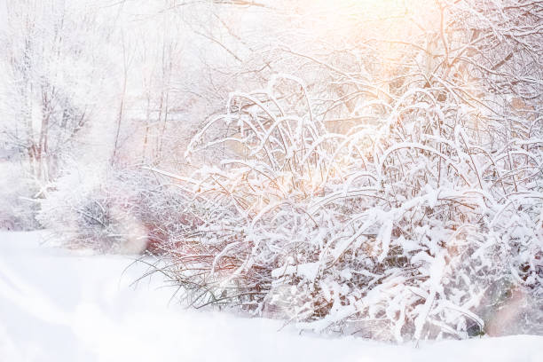 istock Winter landscape. Forest under the snow. Winter in the park. 1179796216