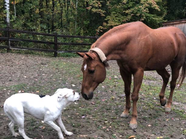 istock Dog and Horse 1179797415