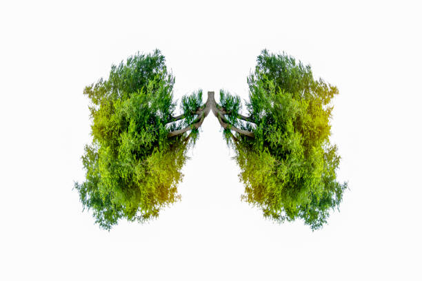 istock Lung green tree-shaped images, medical concepts, autopsy, 3D display and animals as an element 1179797695