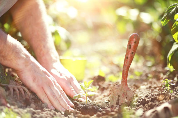 istock Small sprout for landing in the ground in hands 1179798841