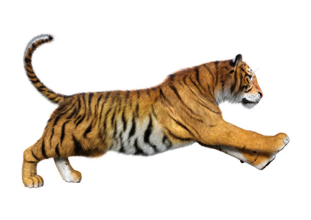 istock 3D illustration big cat tiger on white 1179800666