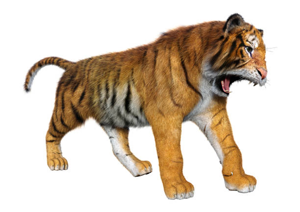 istock 3D illustration big cat tiger on white 1179800733