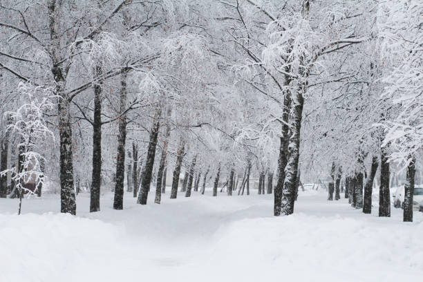 istock Beautiful trees covered in white snow. Winter park. 1179800933