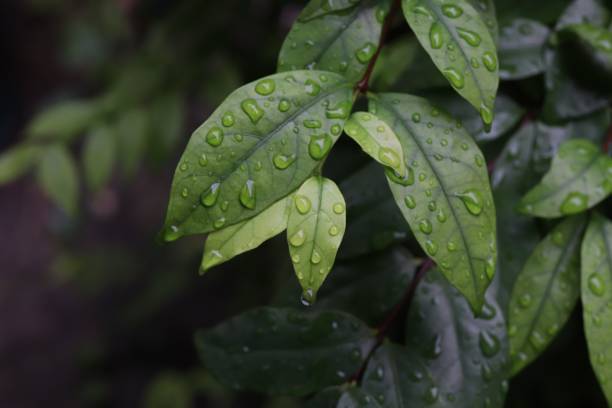 istock close-up water drops on green leaf after rain in dark tone 1179800951