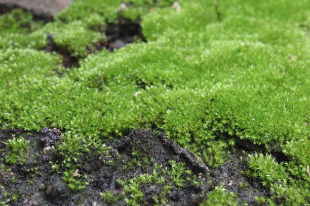 istock close-up green moss on floor, beautiful nature green background 1179800972
