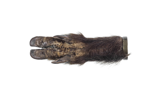 wild boar hoof isolated on white background
