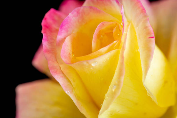 Pink and yellow rose on black background