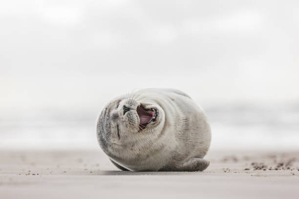 Little smiling seal on the beach stock photo