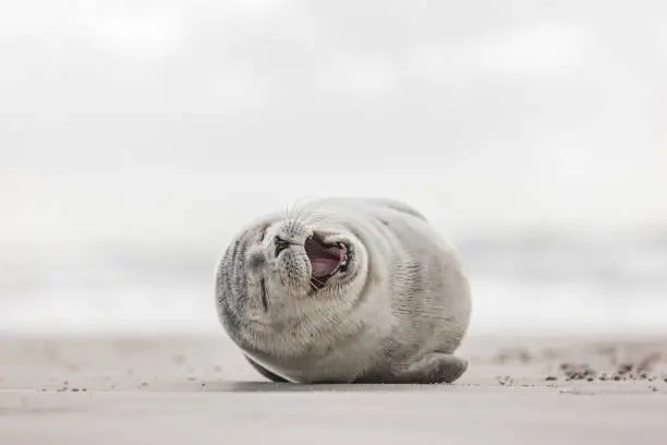 Little smiling seal on the beach near to the water