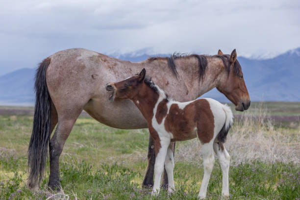 istock Wild Horse Mare and Foal in Spring 1179804728