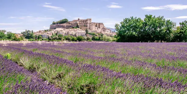 Photo of Lavender fields at village Gordes, a small medieval town in Provence, Travel destination in France.