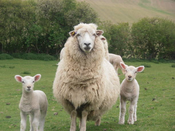 madre oveja con corderos - livestock rural scene newborn animal ewe fotografías e imágenes de stock