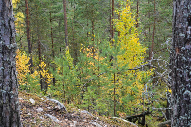 istock Trees with yellow leaves on a mountainside 1179807512
