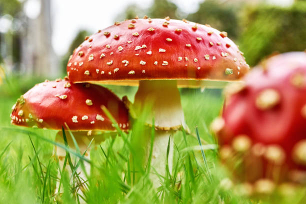 A group of red mushrooms with white spots in autumn Closeup of a group of fly agaric, fly amanita or amanita muscaria mushrooms in autumn. Three red white dotted poisonous mushrooms in green grass. Low angle shot. amanita muscaria stock pictures, royalty-free photos & images