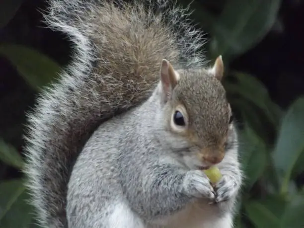 Grey Squirrel Eating A Green Grape
