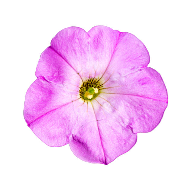 istock single pink petunia isolated on white background 1179807780