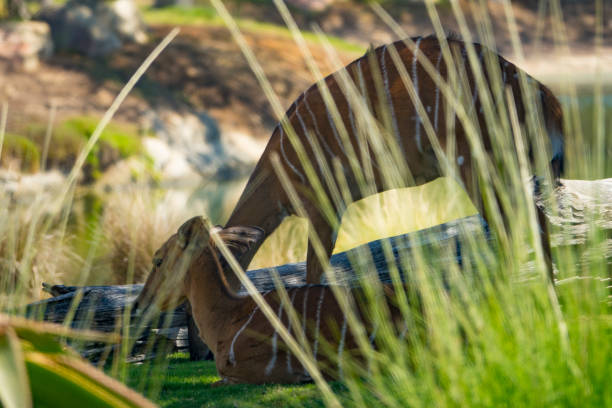 istock Female Antelope in Shade 1179808271