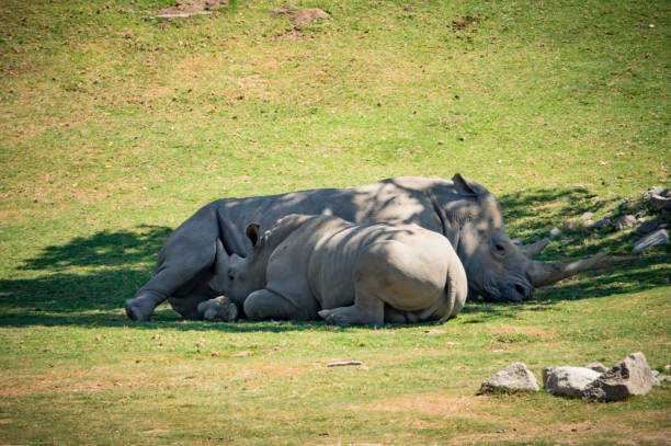 istock White Rhinocerous Mother and Son 1179808289