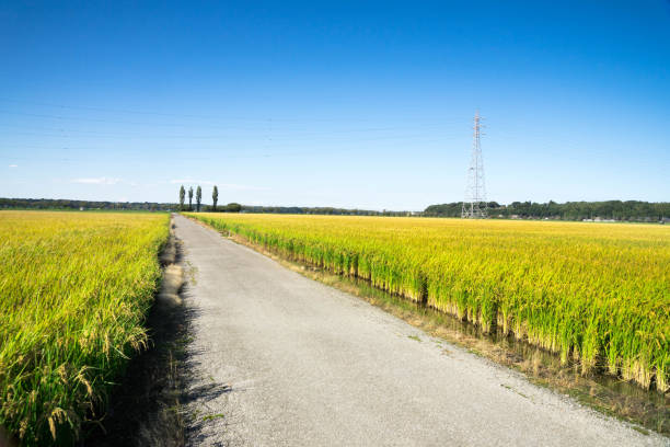 Autumn golden rice field landscape before harvest