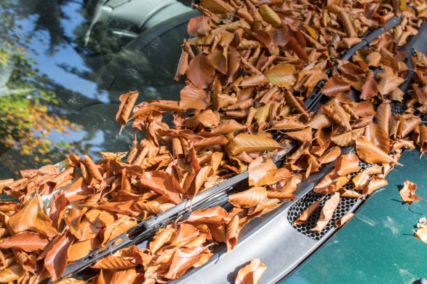 istock Colorful autumn leaves lying on a car front shield 1179809259