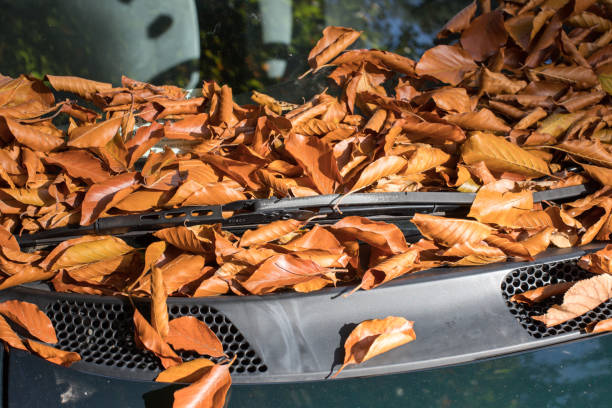istock Colorful autumn leaves lying on a car front shield 1179809627