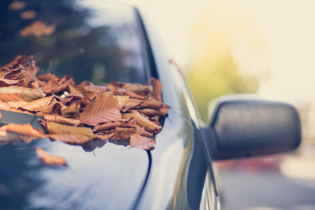istock Colorful autumn leaves lying on a car front shield 1179810083