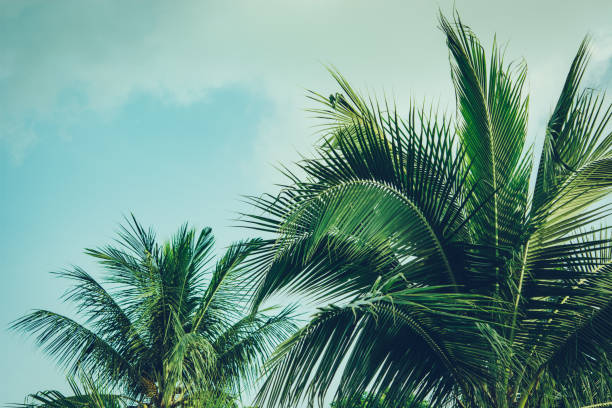 istock Coconut palm tree foliage under sky. Vintage background. Retro toned poster. 1179810940