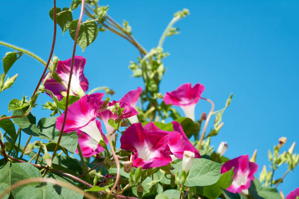 convolvulus con flores de color rosa brillante. planta de unión con flores en forma de embudo de color púrpura brillante. - funnel shaped fotografías e imágenes de stock