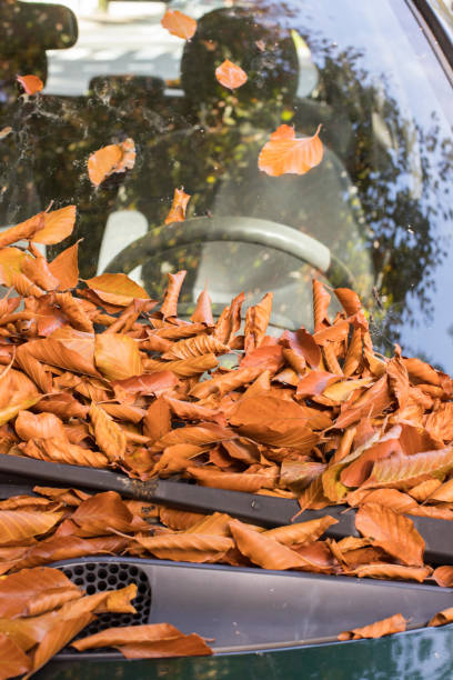istock Colorful autumn leaves lying on a car front shield 1179811274