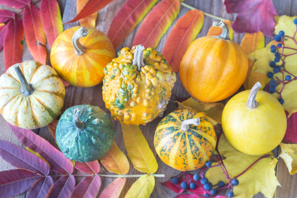 istock Ornamental pumpkins 1179811619