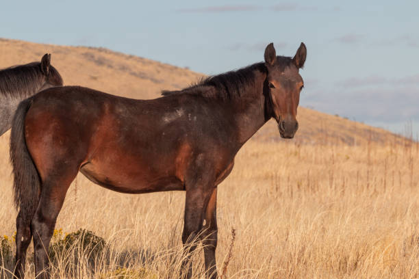 istock Wild Horse in the Utah Desert 1179812594