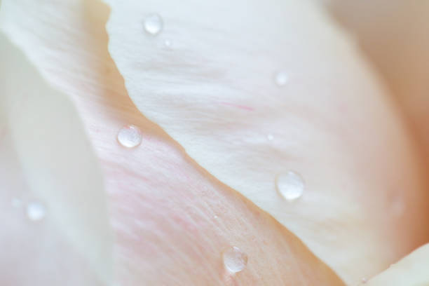 Pink shiny raindrops on peony petal. Gentle airy artistic image with soft selective focus.