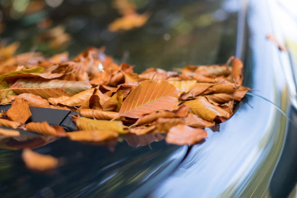 istock Colorful autumn leaves lying on a car front shield 1179812700