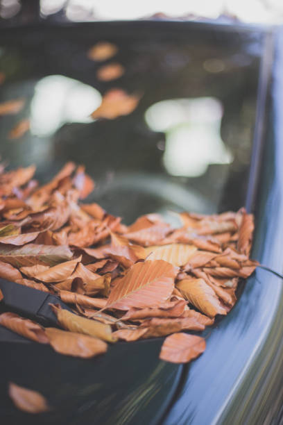 istock Colorful autumn leaves lying on a car front shield 1179812759